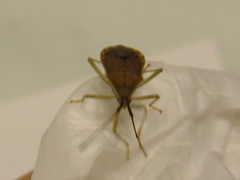 Homoeocerus unipunctatus