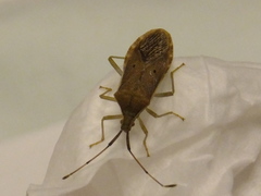 Homoeocerus unipunctatus