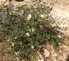 Capparis zoharyi