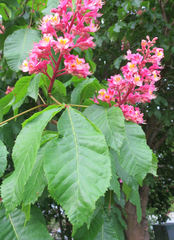 Aesculus × carnea