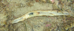 Chaetopterus