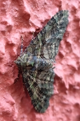 Hammaptera parinotata