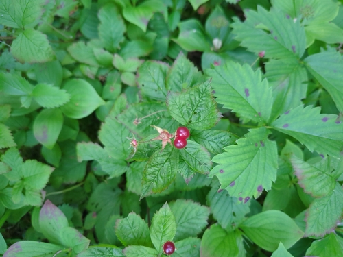 dwarf raspberry