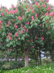 Aesculus × carnea