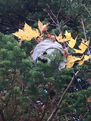 Dolichovespula maculata