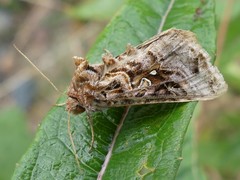 Autographa mappa