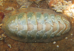 Ischnochiton maorianus
