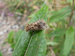 Autographa mappa