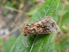 Autographa mappa