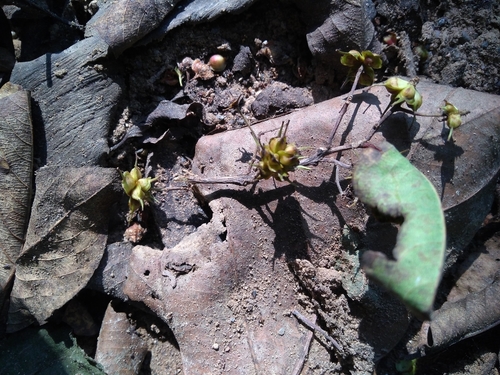 Image of Terminalia anogeissiana by (c) Mittal Gala, some rights reserved (CC BY)