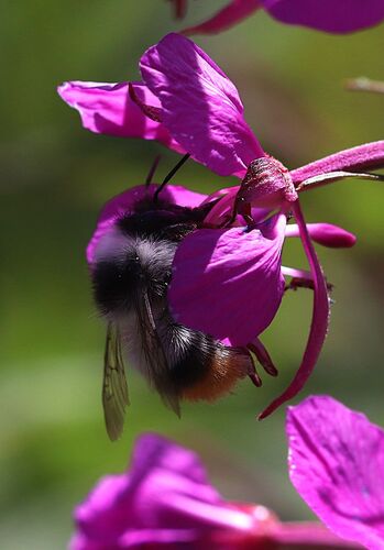 Bombus brodmannicus