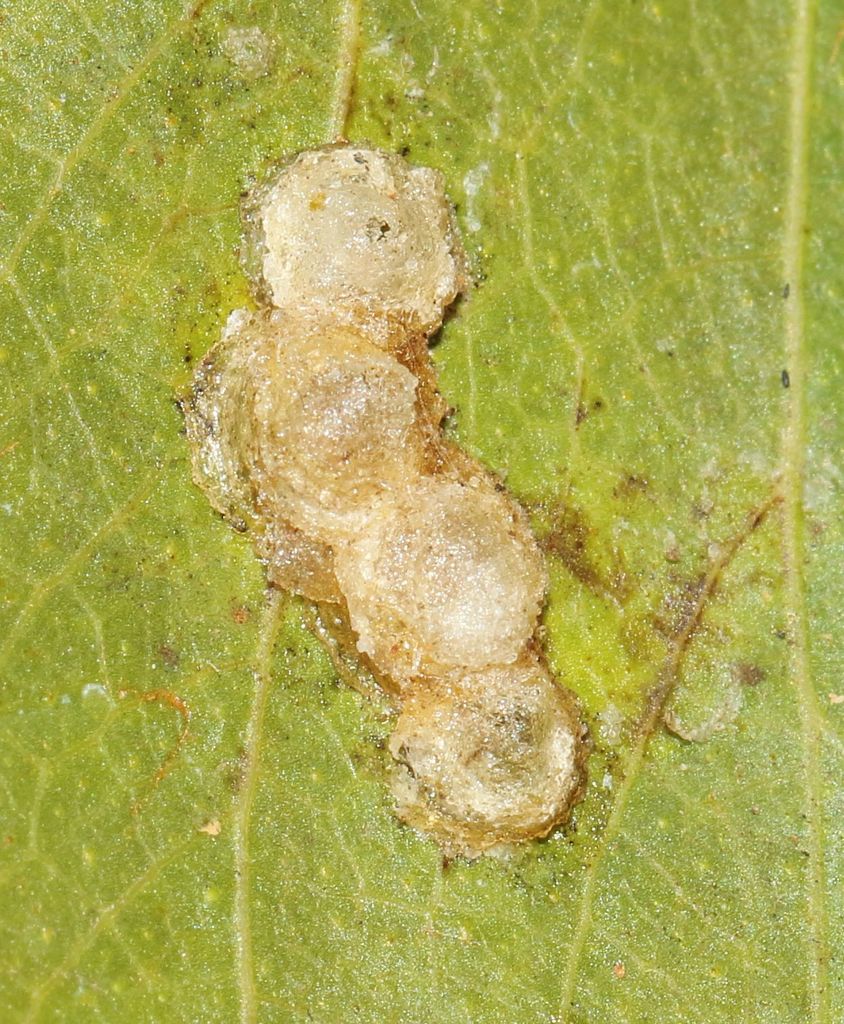 Mopane Psyllid