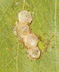 Retroacizzia mopanei