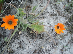 Arctotis breviscapa