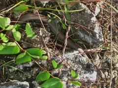 Cubophis vudii