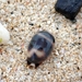 Swallow Cowrie - Photo (c) もふ, some rights reserved (CC BY-NC), uploaded by もふ