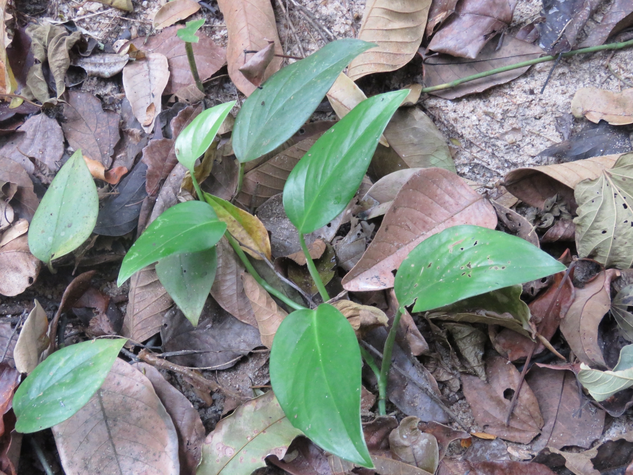 Monstera adansonii