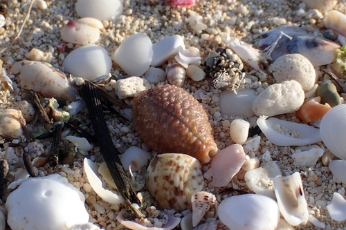Kernel Cowry