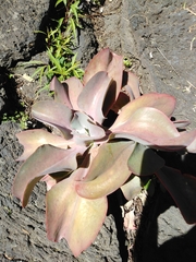 Echeveria gibbiflora