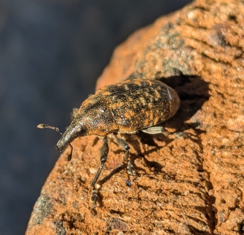 Turbine Cylindrical Weevil photo 4