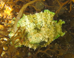 Dolabrifera brazieri