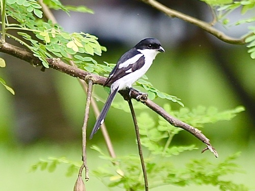 Northern Fiscal