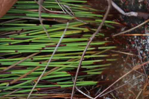 Image of Elegia nuda by (c) Tony Rebelo, some rights reserved (CC BY-SA)