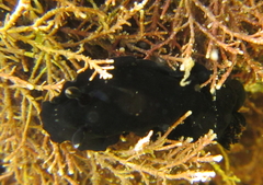 Dendrodoris