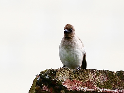 Common Bulbul