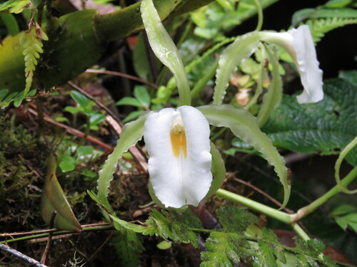 Trichopilia undulatissima