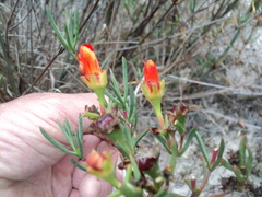 Lampranthus aurantiacus