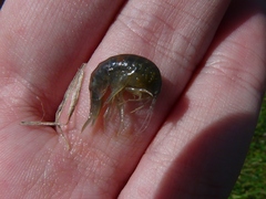 Gammarus lacustris