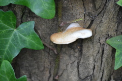 Crepidotus calolepis