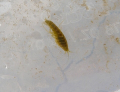 Gammarus lacustris