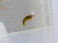 Gammarus lacustris