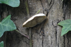 Crepidotus calolepis