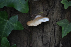 Crepidotus calolepis