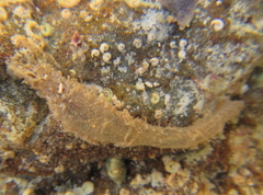 Flabelligera bicolor