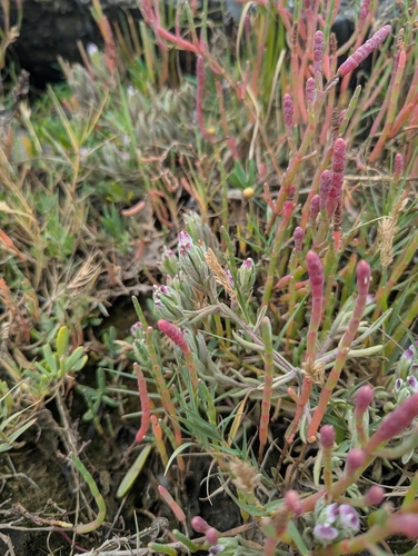 saltmarsh bird's-beak (Cordylanthus maritimus)