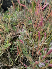 Coastal Bird's Beak (Chloropyron maritimum)