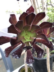 Aeonium