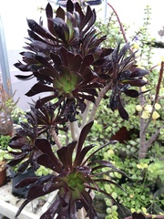 Aeonium