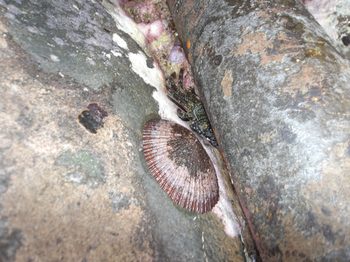 Cellana talcosa observed 2025-07-22