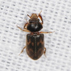 Heteroceridae