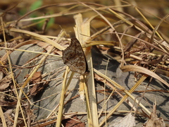 Junonia lemonias aenaria