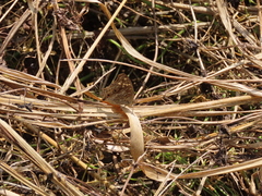 Junonia lemonias aenaria