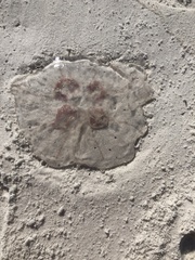 Semaeostomeae