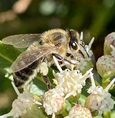 iNaturalist observation photo of Western Honey Bee