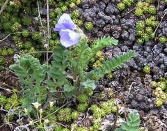 Polemonium boreale