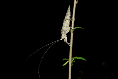 Cymatomera denticollis